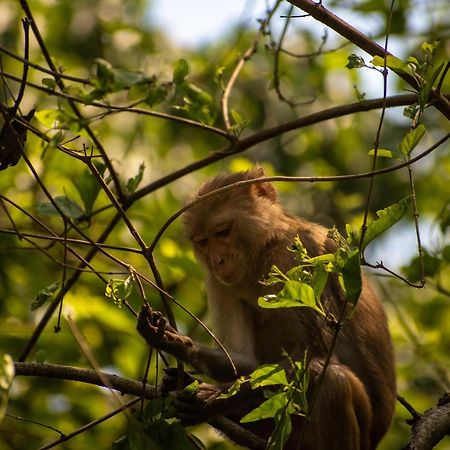 Hotel Tree Tops- A Serene Friendly Hotel In Sauraha Чітаван Екстер'єр фото